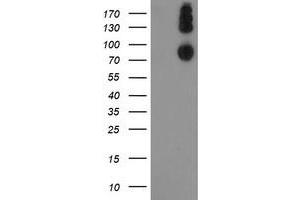 Western Blotting (WB) image for anti-Leucine Proline-Enriched Proteoglycan (Leprecan) 1 (LEPRE1) antibody (ABIN1499131)