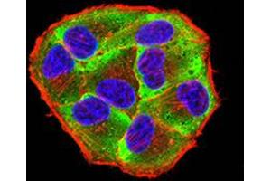 Immunofluorescence analysis of Hela cells using Phospho-4E-BP1 (Ser65) mouse mAb (green).