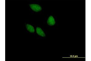 Immunofluorescence of purified MaxPab antibody to EIF3S5 on HeLa cell. (EIF3F anticorps  (AA 1-357))