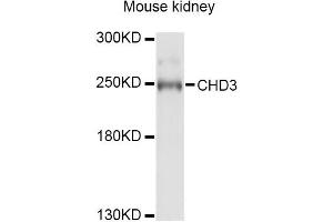 Western blot analysis of extracts of mouse kidney, using CHD3 Antibody (ABIN4903265) at 1:1000 dilution. (CHD3 anticorps)