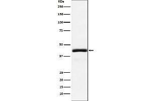 Western blot analysis of NEK2 expression in 293T cell lysate.