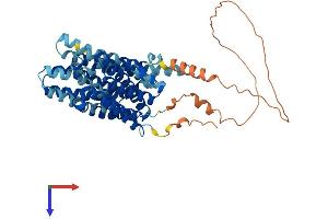 AlphaFold protein structure predicition of Mouse Recombinant Slc16a4 Protein, UniprotID Q8R0M8