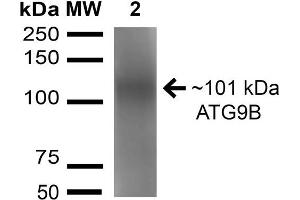 Western blot analysis of Rat Brain cell lysates showing detection of 101 kDa ATG9B protein using Rabbit Anti-ATG9B Polyclonal Antibody . (ATG9B anticorps  (AA 110-121) (Atto 488))
