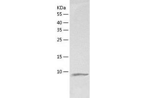 Western Blotting (WB) image for Chemokine (C-C Motif) Ligand 24 (CCL24) (AA 23-119) protein (His tag) (ABIN7122290) (CCL24 Protein (AA 23-119) (His tag))