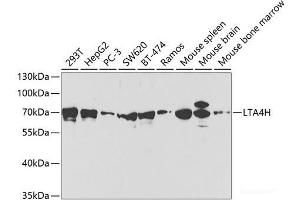Western blot analysis of extracts of various cell lines using LTA4H Polyclonal Antibody at dilution of 1:1000. (LTA4H anticorps)