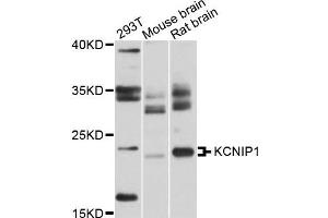 Western blot analysis of extracts of various cells, using KCNIP1 antibody. (KCNIP1 anticorps)