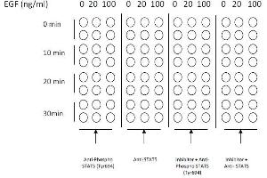 Example of how to seed cells for cell-based assay