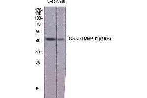 Western Blot (WB) analysis of specific cells using Cleaved-MMP-12 (G106) Polyclonal Antibody.
