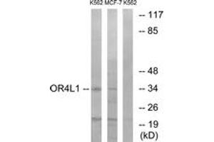 Western Blotting (WB) image for anti-Olfactory Receptor, Family 4, Subfamily L, Member 1 (OR4L1) (AA 262-311) antibody (ABIN2891013) (OR4L1 anticorps  (AA 262-311))