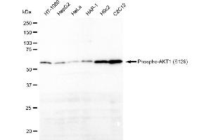 Western blotting analysis using Phospho-AKT1 (S129) antibody (ABIN7800785).