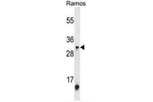Western blot analysis of METTL1 Antibody (Center) in Ramos cell line lysates (35µg/lane). (METTL1 anticorps  (Middle Region))