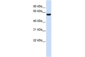 NRG1 (neuregulin 1) Antibody (against the N terminal of NRG1) (50ug) validated by WB using Fetal Brain Lysate at 0. (Neuregulin 1 anticorps  (N-Term))