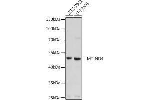 Western blot analysis of extracts of various cell lines, using MT-ND4 antibody (ABIN7268602) at 1:1000 dilution. (Mitochondrially Encoded NADH Dehydrogenase 4 (MT-ND4) anticorps)