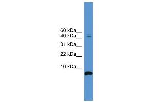 WB Suggested Anti-CORT Antibody Titration: 0. (CORT anticorps  (N-Term))