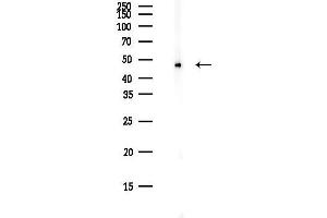 Western blot analysis of lysates from PC12 cells(starvation,24h treatment), using hnRNP F Antibody at 1/1000 dilution.