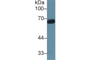 Western blot analysis of Rat Testis lysate, using Rat KNT1 Antibody (1 µg/ml) and HRP-conjugated Goat Anti-Rabbit antibody ( (KNG1 anticorps  (AA 378-430))