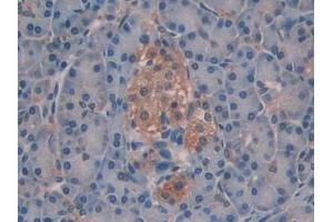 IHC-P analysis of Human Pancreas Tissue, with DAB staining. (SIAE anticorps  (AA 22-244))