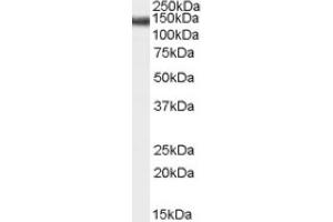 Image no. 1 for anti-Stromal Antigen 2 (STAG2) (Internal Region) antibody (ABIN374783) (STAG2 anticorps  (Internal Region))