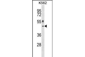 CRLF1 Antibody (Center) (ABIN1538198 and ABIN2848707) western blot analysis in K562 cell line lysates (35 μg/lane). (CRLF1 anticorps  (AA 255-283))
