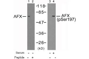 Image no. 2 for anti-Forkhead Box O4 (FOXO4) (Ser197) antibody (ABIN197368) (FOXO4 anticorps  (Ser197))