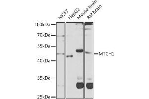 Western blot analysis of extracts of various cell lines, using MTCH1 antibody (ABIN6132817, ABIN6144123, ABIN6144124 and ABIN6224087) at 1:1000 dilution. (MTCH1 anticorps  (AA 100-250))