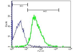 Mouse thymocytes probed with Rabbit Anti-ARMC3 (Cancer/testis antigen 81) Polyclonal Antibody, FITC Conjugated (ABIN873236-FITC) at 1:100 for 40 minutes (green) compared to control cells (blue). (ARMC3 anticorps  (AA 752-840))
