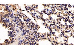 Detection of CK19 in Mouse Lung Tissue using Polyclonal Antibody to Cytokeratin 19 (CK19)