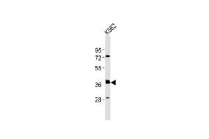 Anti-(Mouse) Tal1 Antibody (Center) at 1:2000 dilution + K562 whole cell lysates Lysates/proteins at 20 μg per lane.