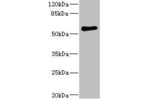 Western blot All lanes: FCRL2 antibody at 1. (FCRL2 anticorps  (AA 20-100))