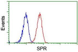 Image no. 4 for anti-Sepiapterin Reductase (SPR) antibody (ABIN1501115)