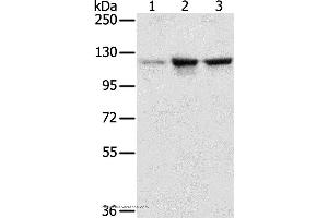 Western blot analysis of A549, K562 and hela cell, using NAT10 Polyclonal Antibody at dilution of 1:200 (NAT10 anticorps)