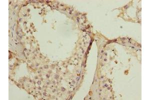 Immunohistochemistry of paraffin-embedded human testis tissue using ABIN7169615 at dilution of 1:100