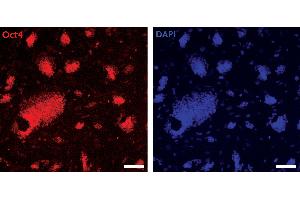 Oct-4 antibody (pAb) tested by Immunofluorescence Mouse embryonic stem cells (mESCs) grown on mouse embryonic fibroblast feeder cells (MEFs) were fixed with 4 % paraformaldehyde for 10 minutes at room temperature.