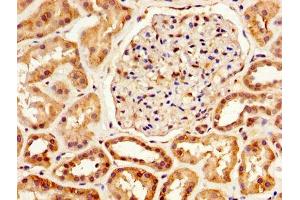 IHC image of ABIN7148621 diluted at 1:800 and staining in paraffin-embedded human kidney tissue performed on a Leica BondTM system.