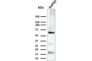 Western Blot Analysis of HePG2 cell lysate using Glypican-3 Monoclonal Antibody (1G12) (Glypican 3 anticorps  (AA 511-580))