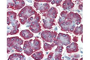 Anti-GBAS antibody IHC of human pancreas.