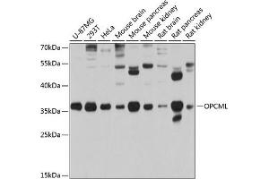 Western blot analysis of extracts of various cell lines, using OPCML antibody (ABIN3016671, ABIN3016672, ABIN3016673 and ABIN6219807) at 1:1000 dilution. (OPCML anticorps  (AA 246-345))