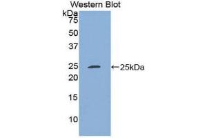 Western Blotting (WB) image for anti-Stromal Cell Derived Factor 4 (SDF4) (AA 184-382) antibody (ABIN1860508) (SDF4 anticorps  (AA 184-382))