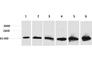 Western blot analysis of 1) Hela, 2) 293T, 3) 3T3, 4) Mouse Liver tissue, 5) Rat Liver tissue, 6) Rat Kidney tissue using CYCS Monoclonal Antibody. (Cytochrome C anticorps)