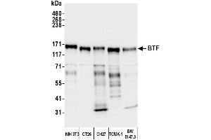 Western Blotting (WB) image for anti-BCL2-Associated Transcription Factor 1 (BCLAF1) (AA 150-200) antibody (ABIN7454651) (BCLAF1 anticorps  (AA 150-200))