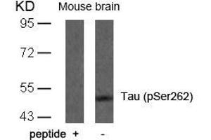 Western blot analysis of extracts from mouse brain tissue using Tau(Phospho-Ser262) Antibody and the same antibody preincubated with blocking peptide. (MAPT anticorps  (pSer262))