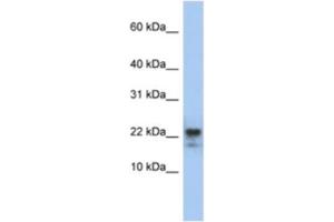 Western Blotting (WB) image for anti-Claudin 23 (CLDN23) antibody (ABIN2460774) (Claudin 23 anticorps)