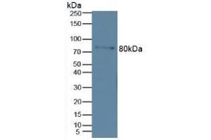 Detection of MMP9 in Mouse Marrow Tissue using Polyclonal Antibody to Matrix Metalloproteinase 9 (MMP9) (MMP 9 anticorps  (AA 213-399))