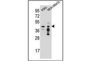 Western blot analysis of PCYT1A Antibody (N-term) in K562,MDA-MB453 cell line lysates (35ug/lane). (PCYT1A anticorps  (N-Term))