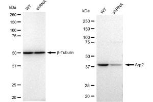 Western blotting analysis using Arp2 antibody (ABIN7797452).