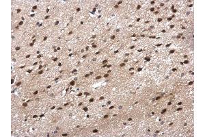 IHC-P Image POLR2G antibody detects POLR2G protein at nucleus in mouse brain by immunohistochemical analysis.