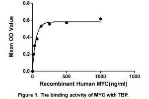 Image no. 3 for Protein L-Myc (MYCL) (AA 184-454) (Active) protein (His tag,GST tag) (ABIN6239821)
