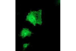 Anti-PNPO mouse monoclonal antibody (ABIN2454781) immunofluorescent staining of COS7 cells transiently transfected by pCMV6-ENTRY PNPO (RC200133). (PNPO anticorps)