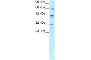 WB Suggested Anti-E2F4 Antibody Titration: 0. (E2F4 anticorps  (C-Term))