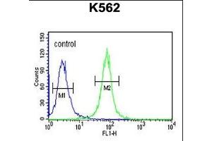 A1 Antibody (C-term) (ABIN651699 and ABIN2840366) flow cytometric analysis of K562 cells (right histogram) compared to a negative control (left histogram). (NPSR1-AS1 anticorps  (C-Term))